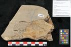 Foto (Objekt + Etikett) von Alnus incana (Linne) Mönch (NHMW-GEO-2024-0188-15003)